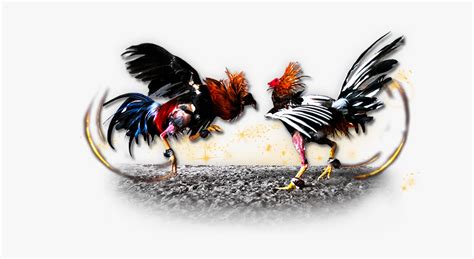 fighting cocks images